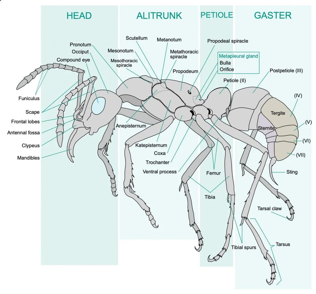 Ant anatomy diagram